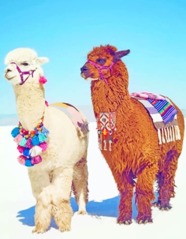 Stylish Alpacas Animal Paint By Numbers