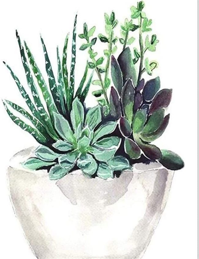 Succulent Flowers Paint By Numbers