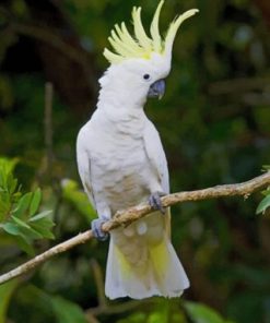 Paint Sulphur Crested Cockatoo By Numbers