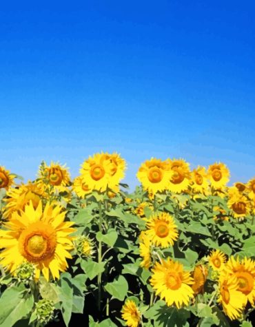 Sunflower Field Under Blue Sky Paint By Numbers