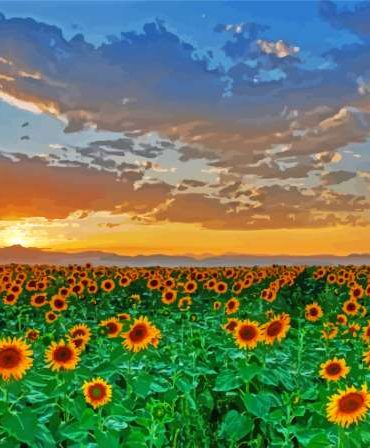 Sunflowers in Tuscany Paint By Numbers