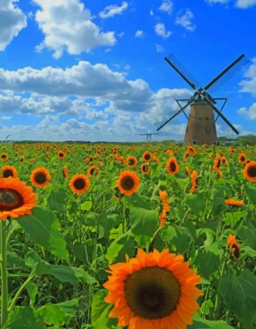 Sunflower Fields Landscapes Paint By Numbers