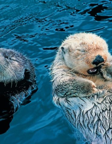 Joyful Otters Aquatic Scene Paint By Numbers