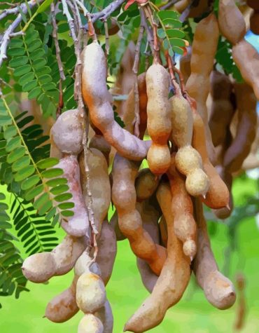 Tamarind Tree Delight Paint By Numbers