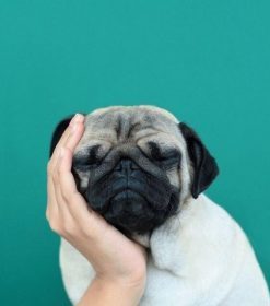 Tender Pug Paint By Numbers