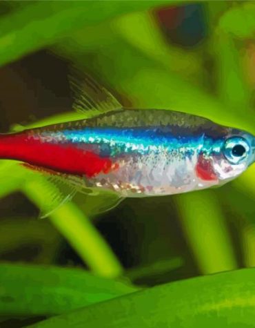 Tetra Fish Underwater Paint By Numbers