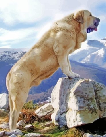 Anatolian Shepherd Puppy Paint By Numbers