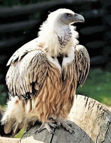 Explore Himalayan Vultures Paint By Numbers