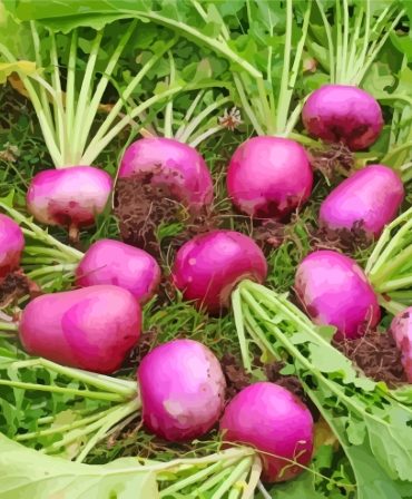 Turnips Vegetable Art Paint By Numbers