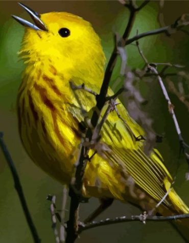 Yellow Warbler Bird Art Paint By Numbers