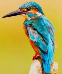 Kingfisher Bird Wildlife Paint By Numbers