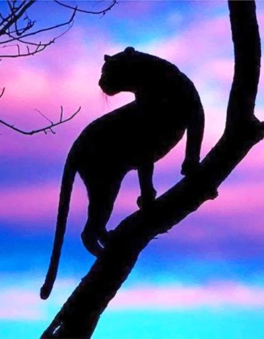 Tiger Silhouette Sky View Paint By Numbers
