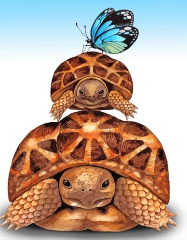 Tortoise and Butterfly Paint By Numbers