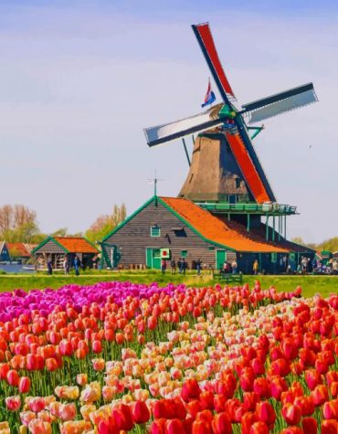 Colorful Tulip Fields Paint By Numbers