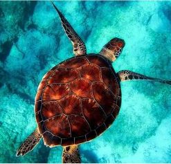 Turtle Sea Adventure Paint By Numbers
