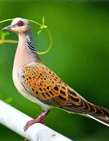 Turtle Dove Masterpiece Paint By Numbers