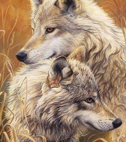 Two Majestic White Wolves Paint By Numbers