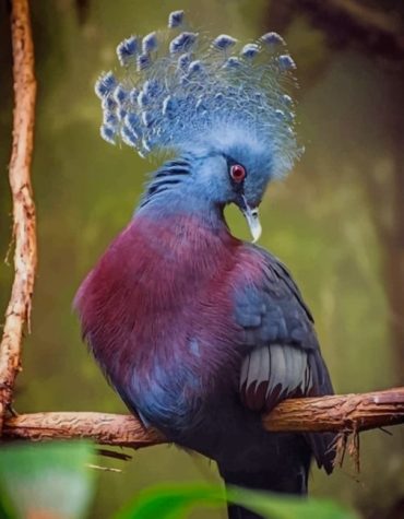 Victoria Crowned Pigeon Paint By Numbers