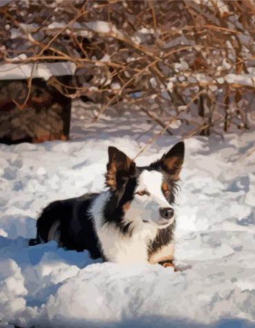 Welsh Sheepdog Winter Scene Paint By Numbers