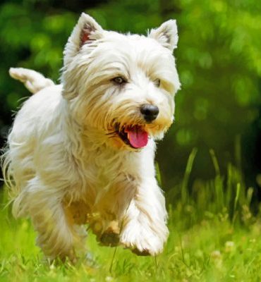 Westie Dog Paint By Numbers
