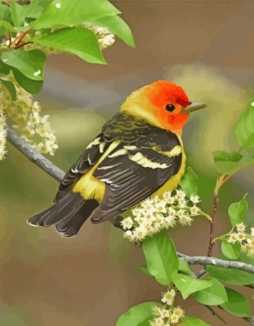 Colorful Western Tanager Paint By Numbers