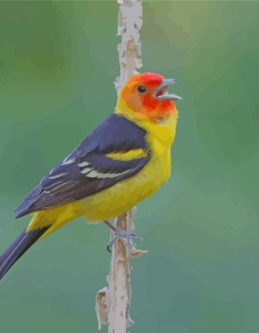 Western Tanager Bird Paint By Numbers