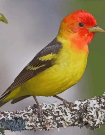 Western Tanager Bird Paint By Numbers