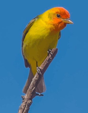 Western Tanager Bird Paint By Numbers