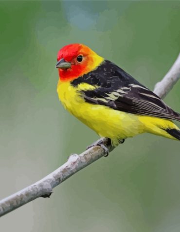 Western Tanager Birds Paint By Numbers