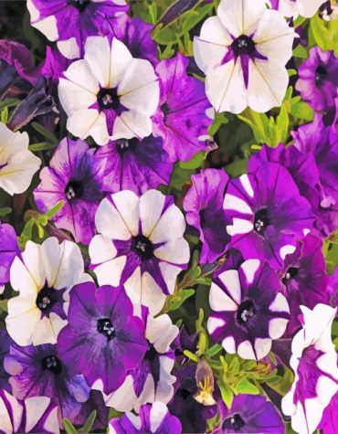Petunia Blooms Paint By Numbers
