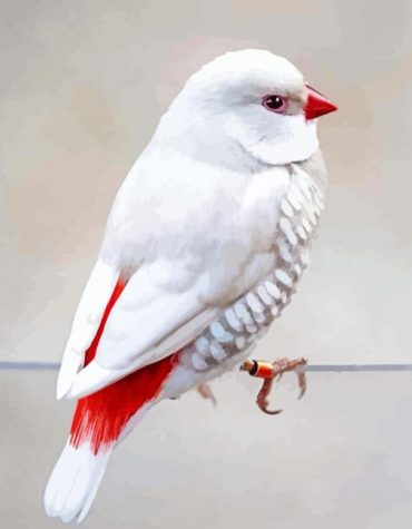 White Diamond Firetail Birds Paint By Numbers