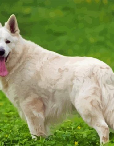 German Shepherd Canine Paint By Numbers