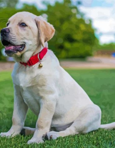 White Labrador Puppy Paint By Numbers