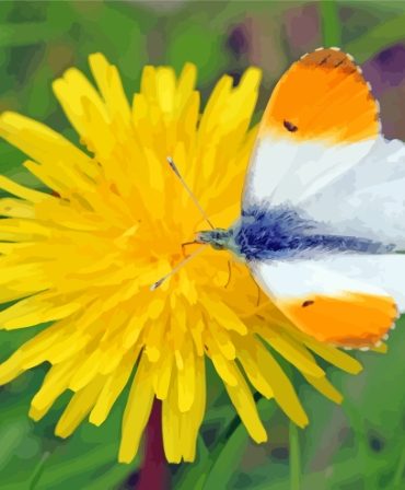 Orange Butterfly Dandelion Paint By Numbers