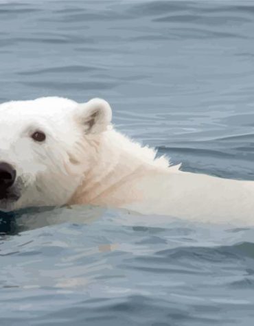 Polar Bear Swim Paint By Numbers