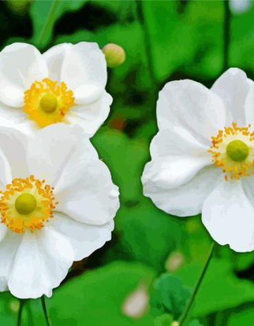 White Anemones Floral Paint By Numbers