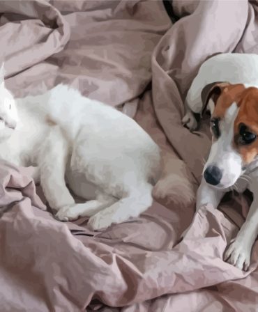 Jack Russell and White Cat Animal Paint By Numbers