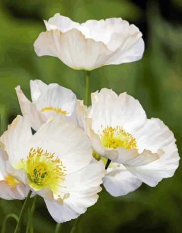 White Poppies Flower Art Paint By Numbers