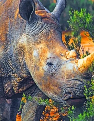 Wild African Rhinoceros Paint By Numbers