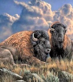 Buffalo Wildlife Art Paint By Numbers