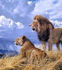 Wild Lion Couple Painting Kit Paint By Numbers