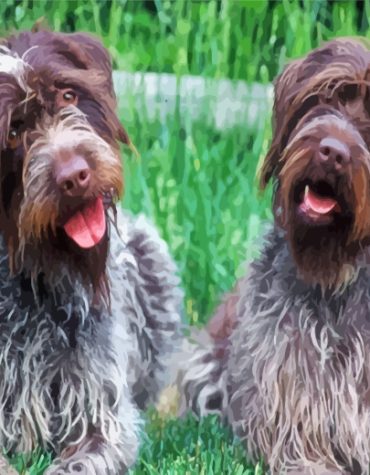 Wirehaired Pointing Griffon Companion Paint By Numbers