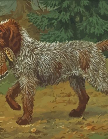 Wirehaired Pointing Griffon Dogs Paint By Numbers
