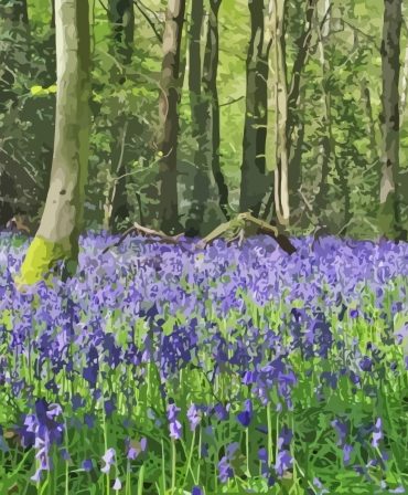 Woodland Bluebell Landscape Paint By Numbers