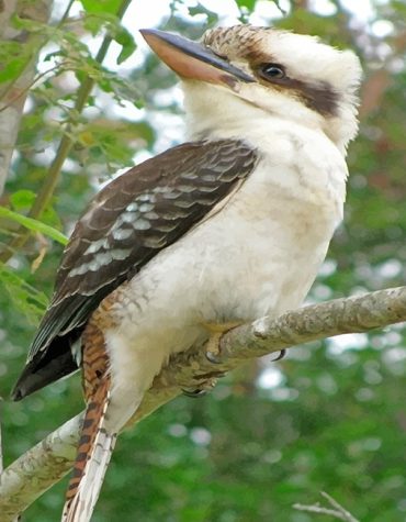 Blue Winged Kookaburra Forest Paint By Numbers