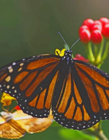 Yellow Butterfly Insect Paint By Numbers