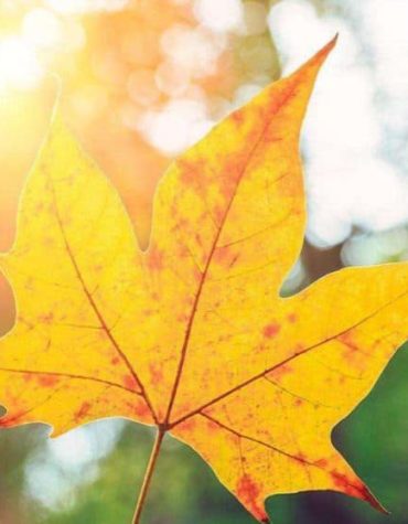 YELLOW MAPLE LANDSCAPE PAINT BY NUMBERS