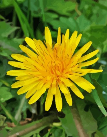 Yellow Dandelion Paint By Numbers