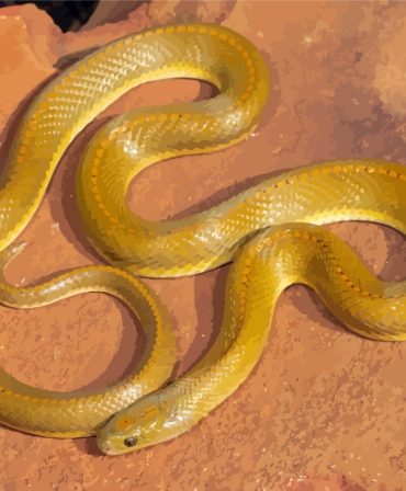 Yellow Snake Nature Paint By Numbers