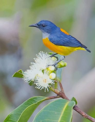 Blue and Yellow Bird Paint By Numbers